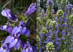 Lobelia speciosa Blue / Pompás Lobélia kék virágú
